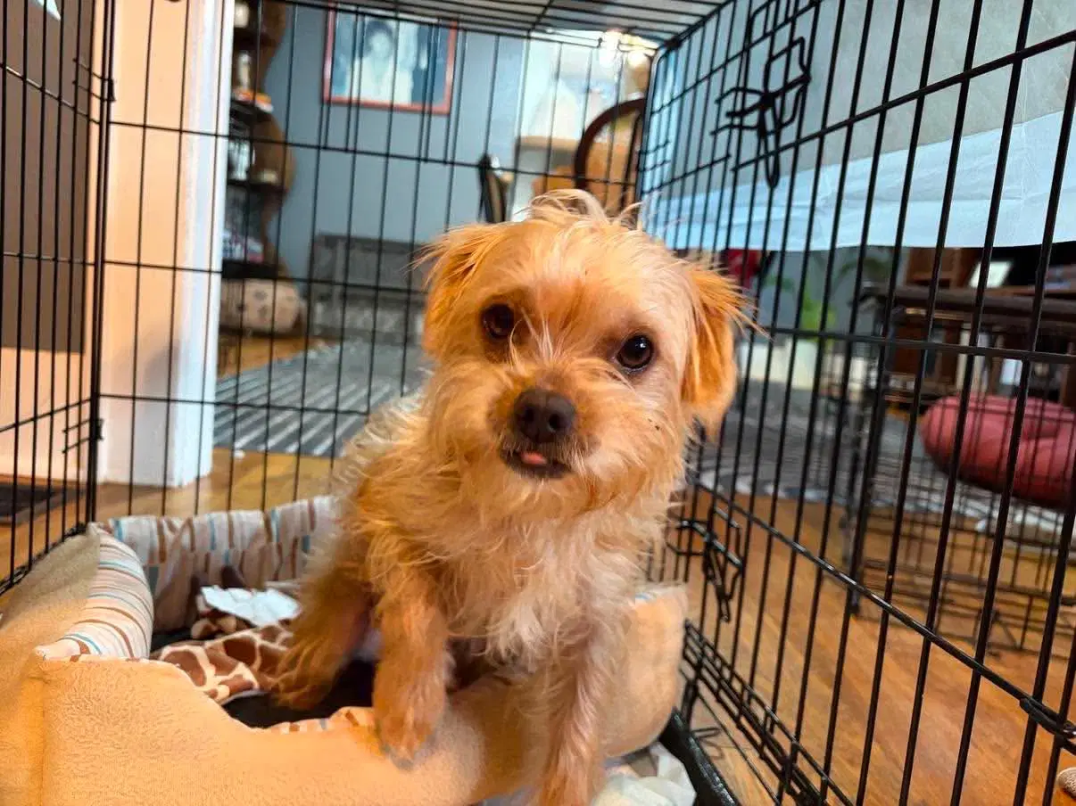 Sponsor Or Foster Me - Maple image 3