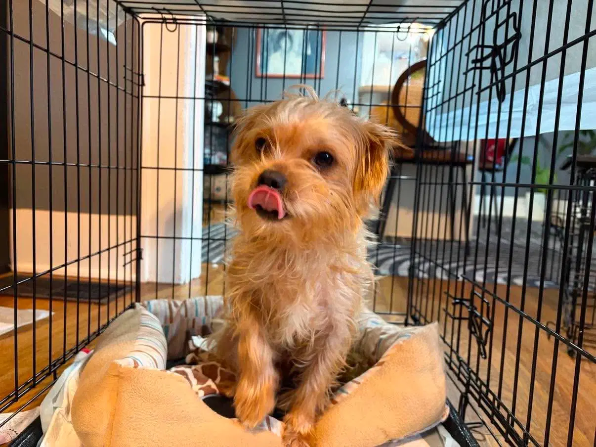 Sponsor Or Foster Me - Maple image 4