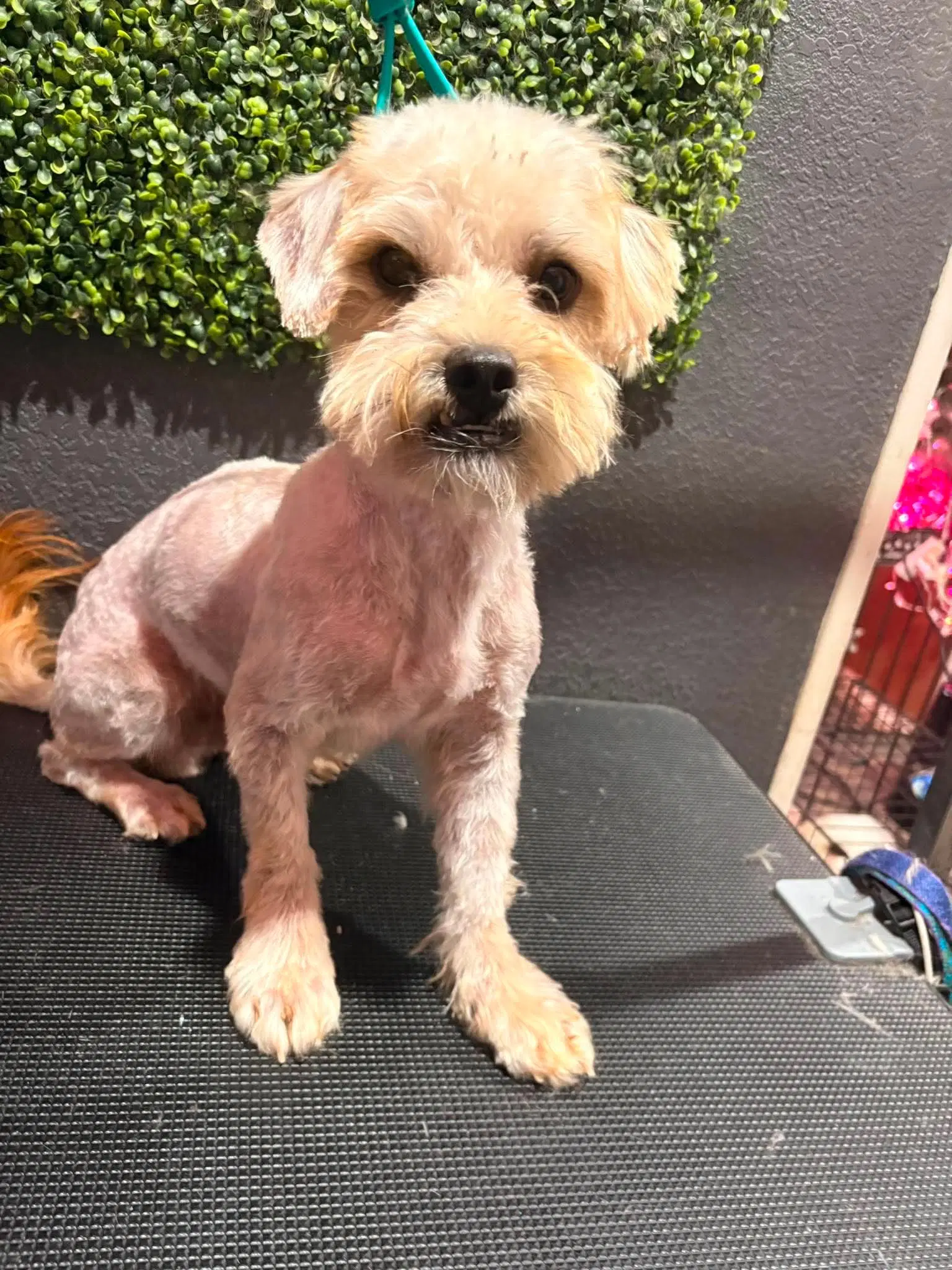 Foster Me - Acorn - Maltese