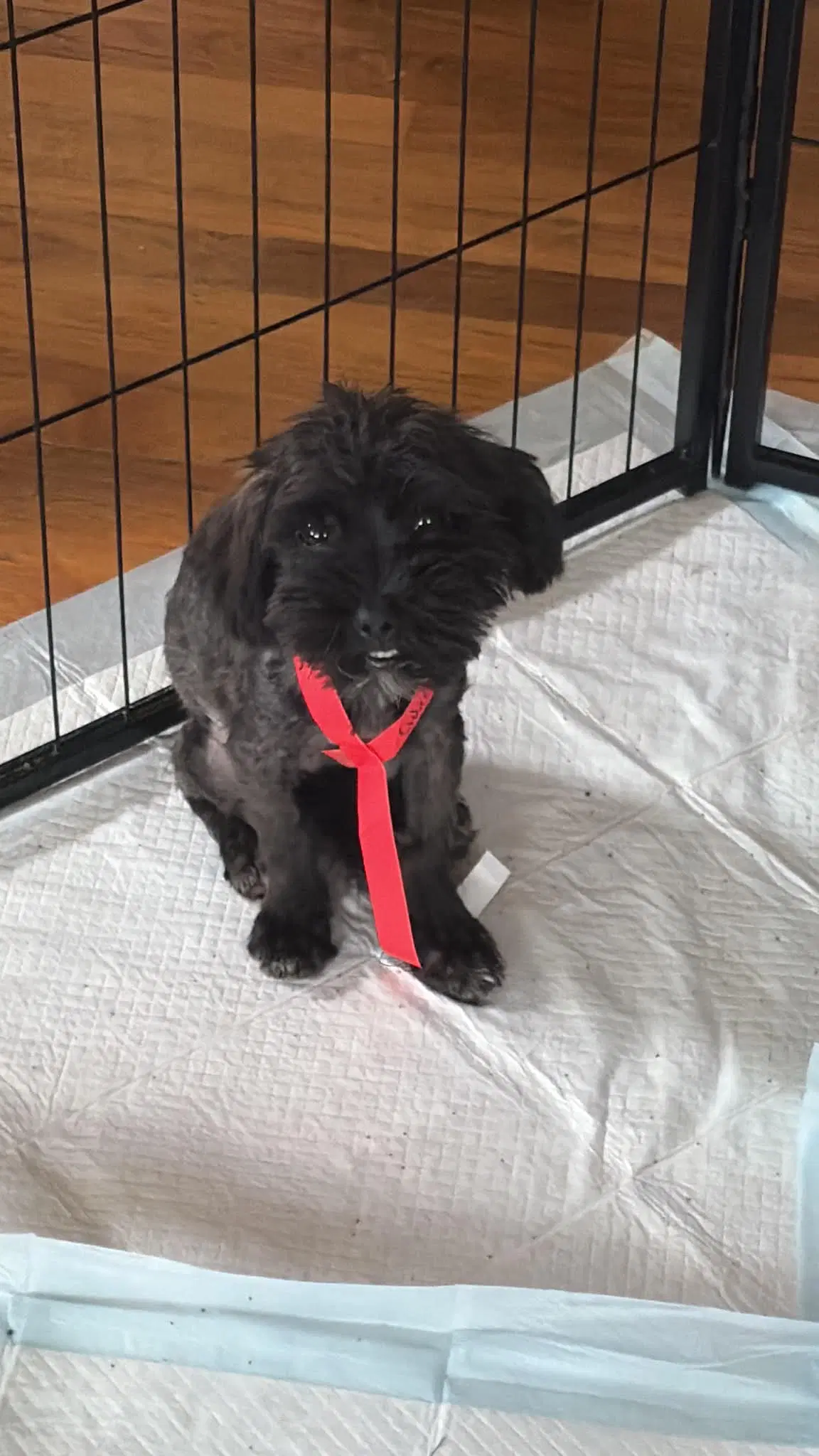 Foster Me - Cider - Maltese