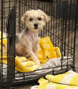 Sponsor Or Foster Me - Pumpkin - Maltese