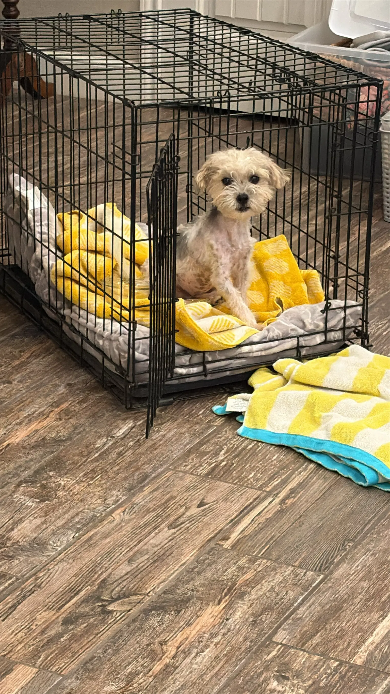Sponsor Or Foster Me - Pumpkin image 3