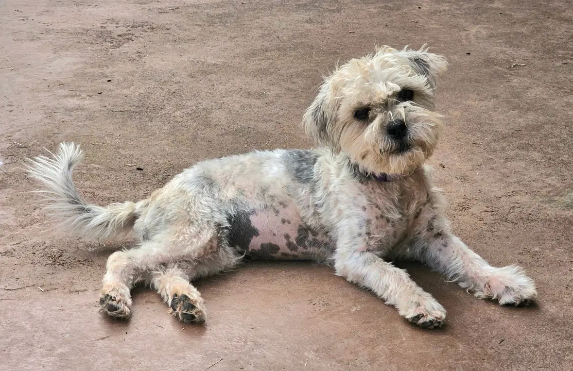 Sponsor Or Foster Me - Pumpkin - Maltese