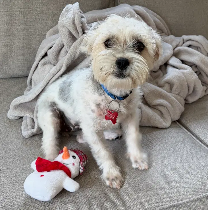Sponsor Or Foster Me - Pumpkin - Maltese