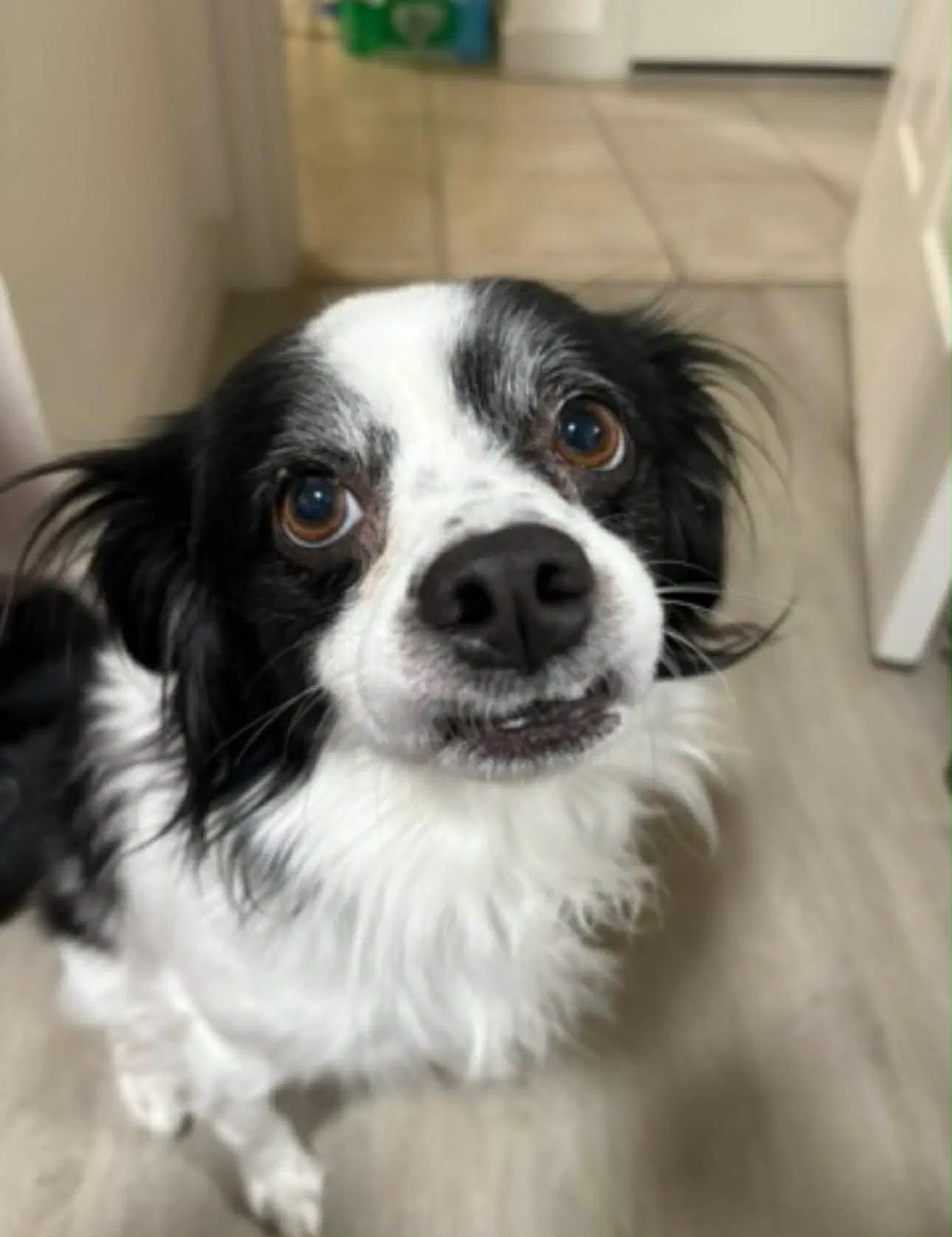 Sponsor Or Foster Me - Ollie image 2