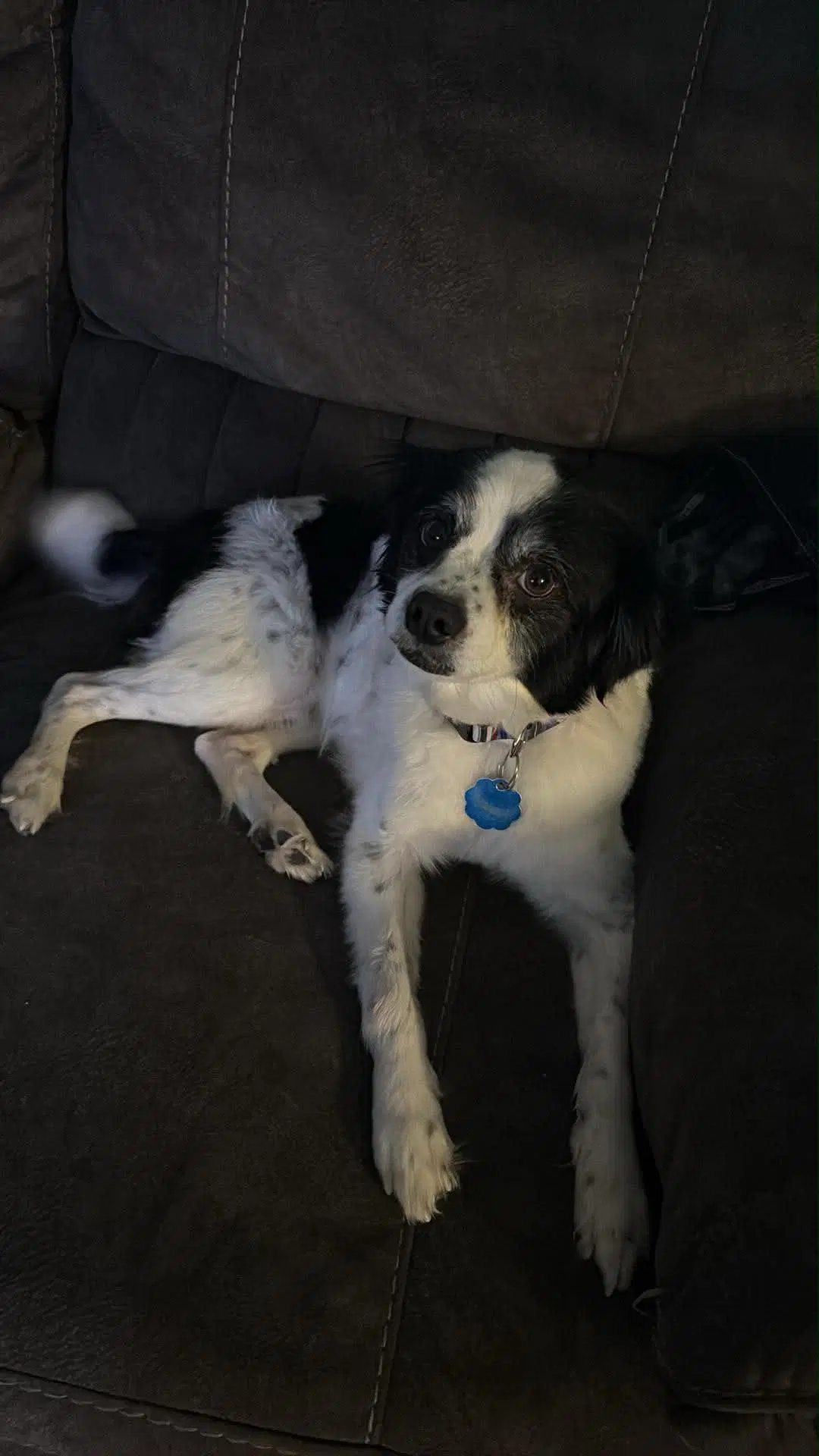 Sponsor Or Foster Me - Ollie image 4