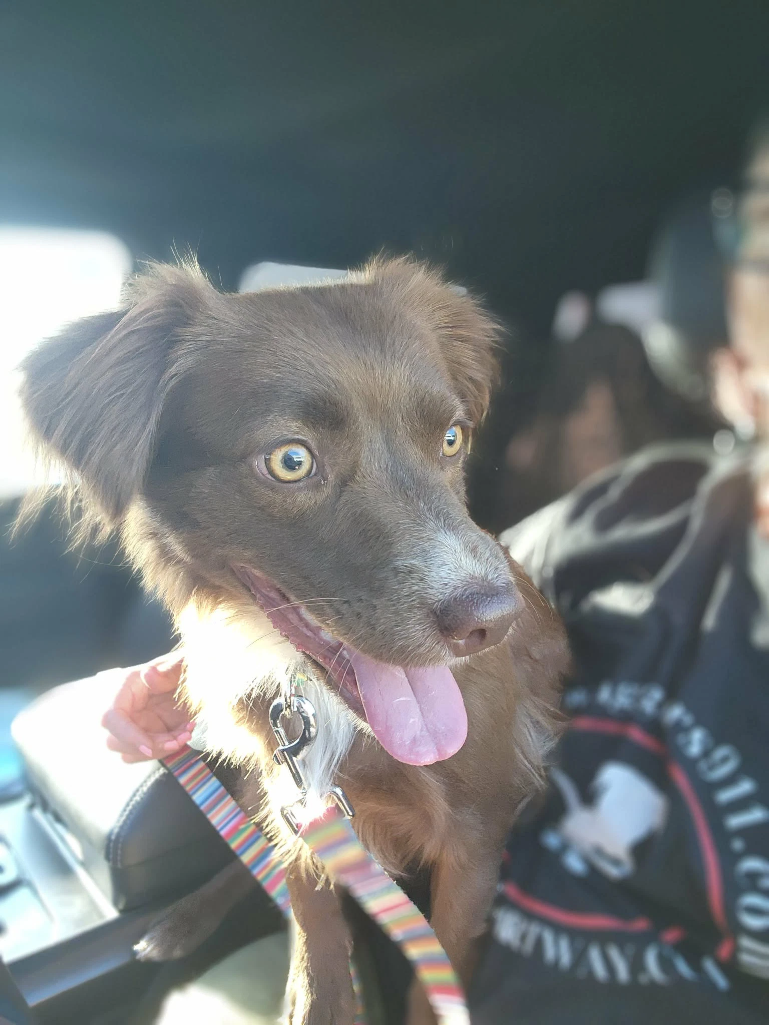 Sponsor Or Foster Me - Izzy