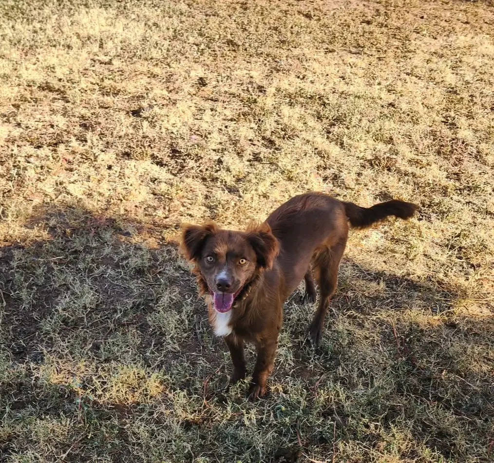 Sponsor Or Foster Me - Izzy image 2