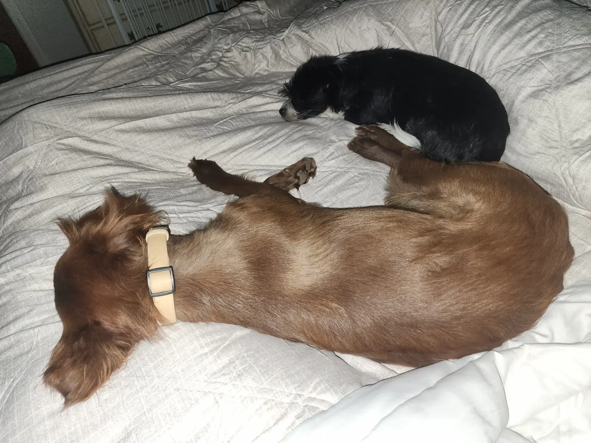 Sponsor Or Foster Me - Izzy image 4