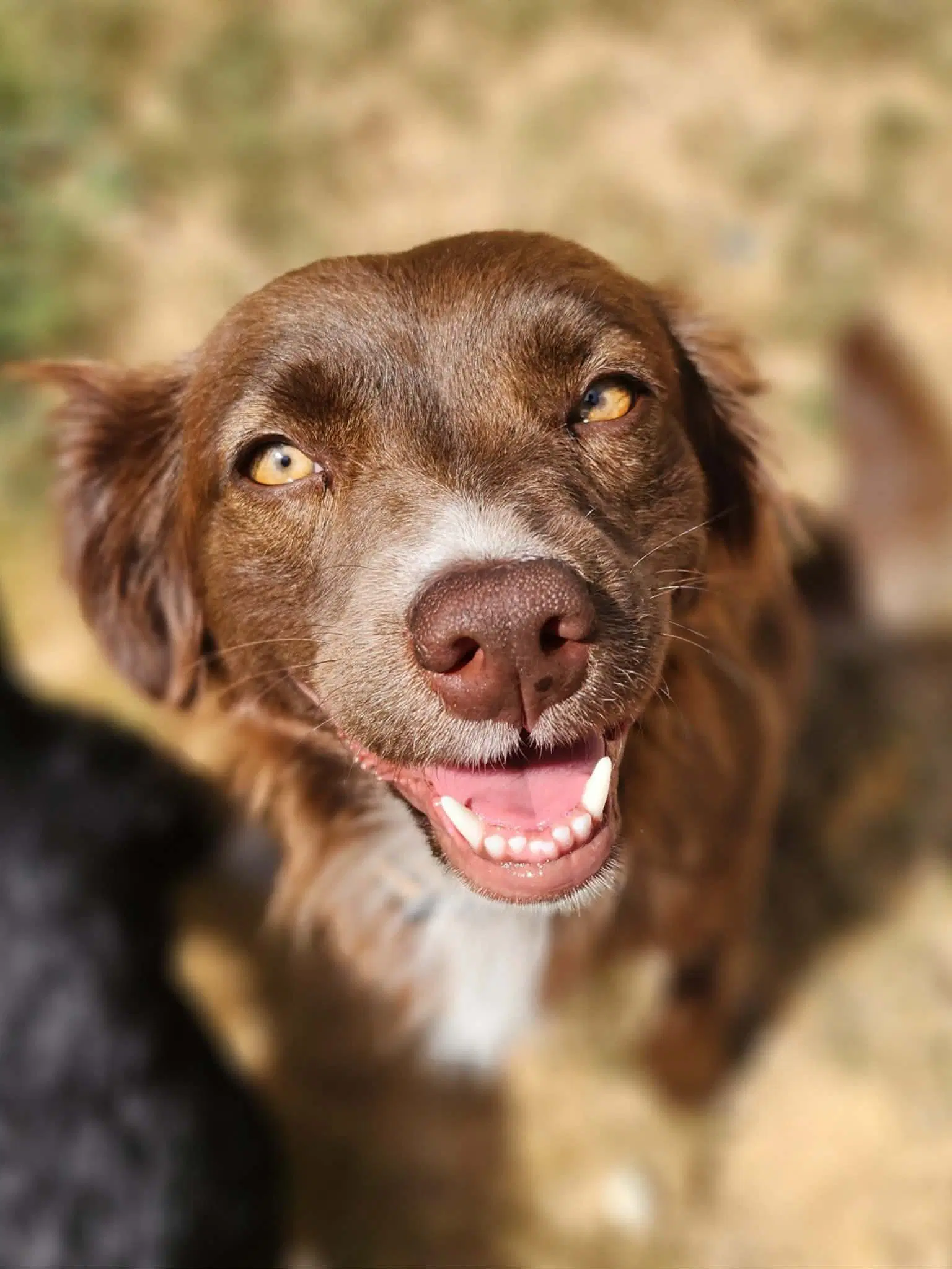 Sponsor Or Foster Me - Izzy - Mini Aussie Mix