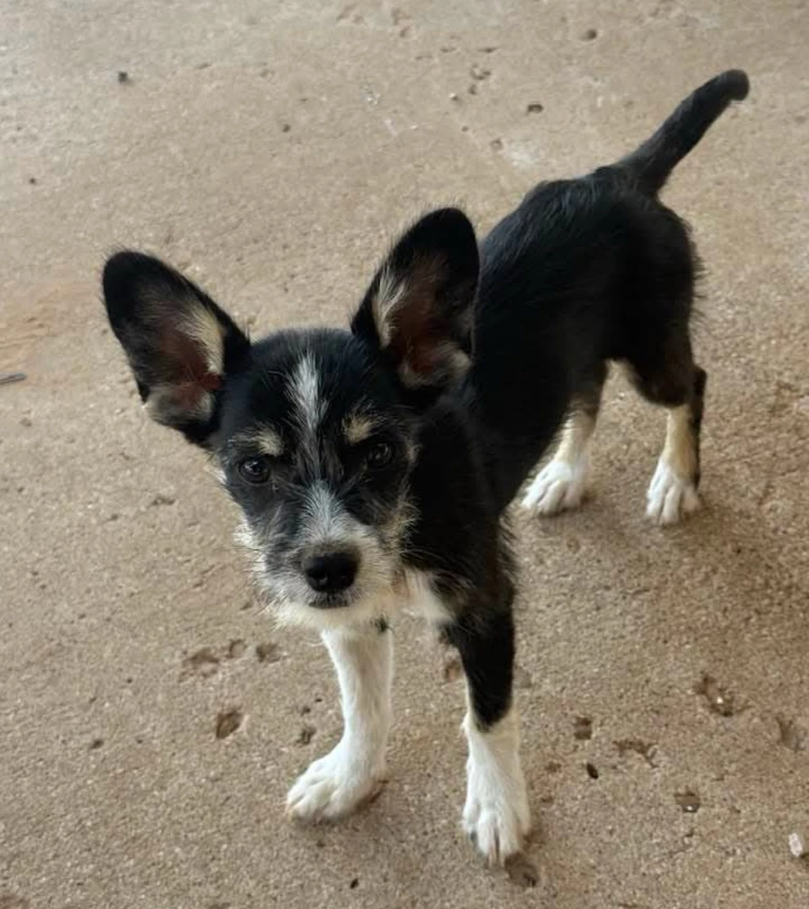 Sponsor Or Foster Me - Fern