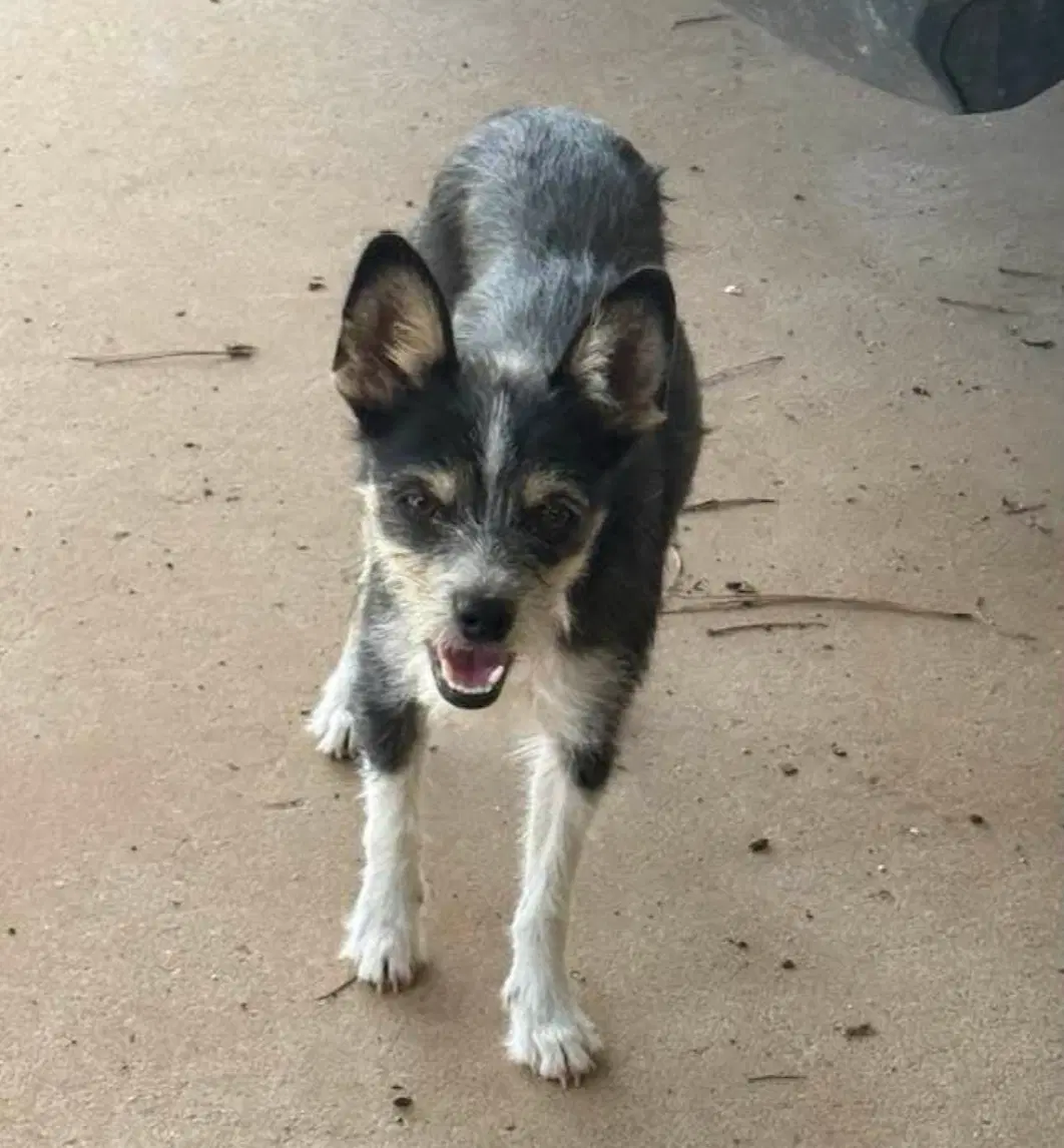 Sponsor Or Foster Me - Flor - Terrier