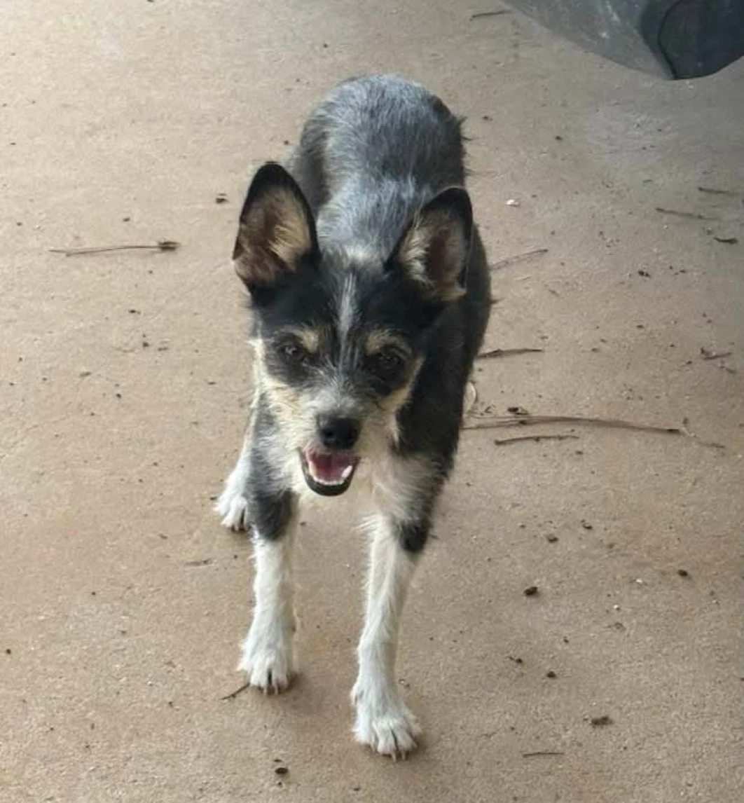 Sponsor Or Foster Me - Flor