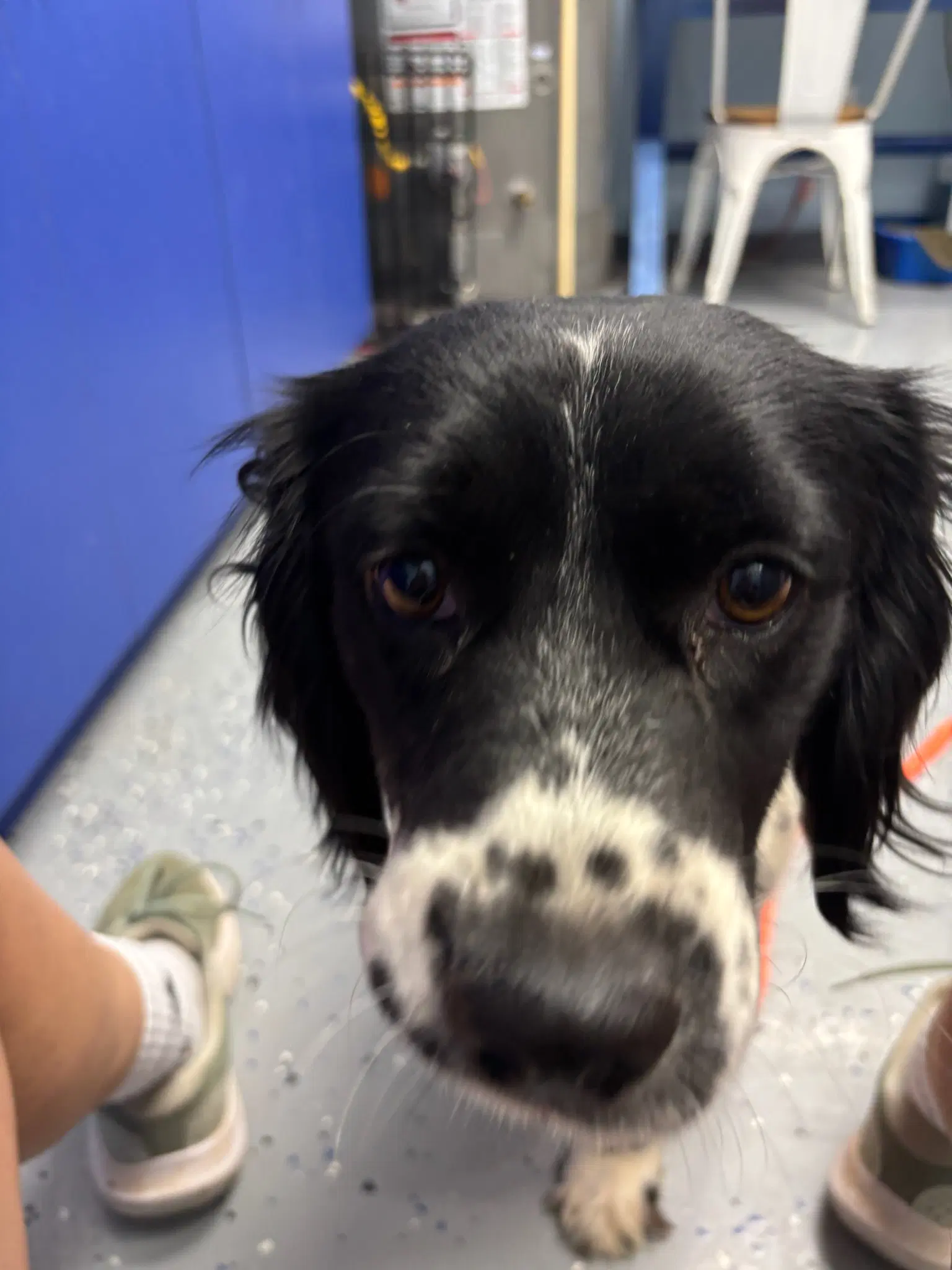 Sponsor Or Foster Me - Prescott - Spaniel
