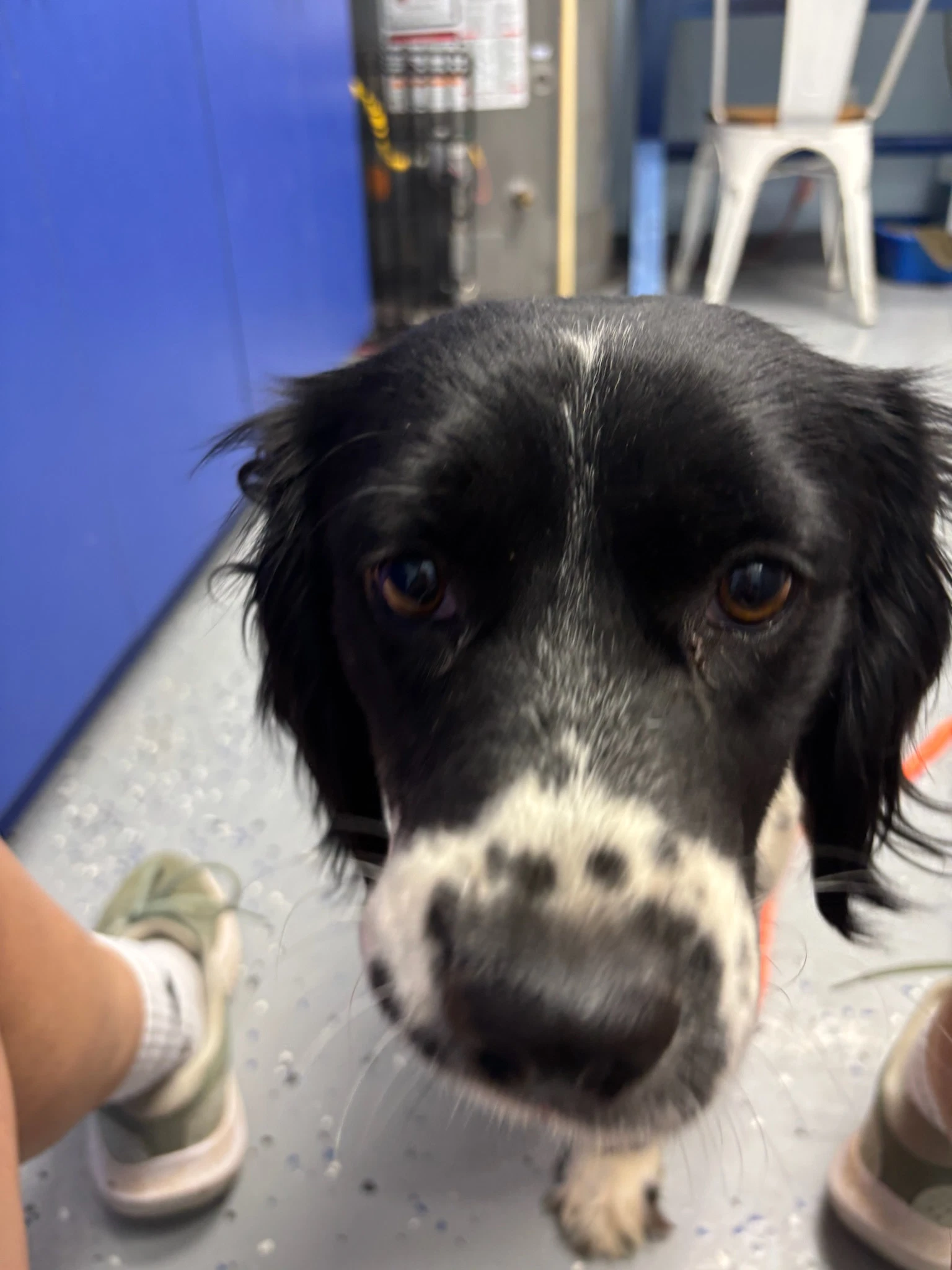Sponsor Or Foster Me - Prescott