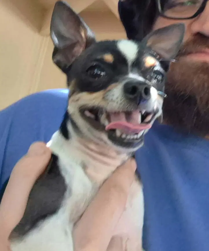 Sponsor Or Foster Me - Boomer - Chihuahua