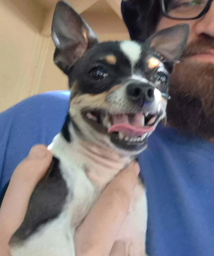 Sponsor Or Foster Me - Boomer