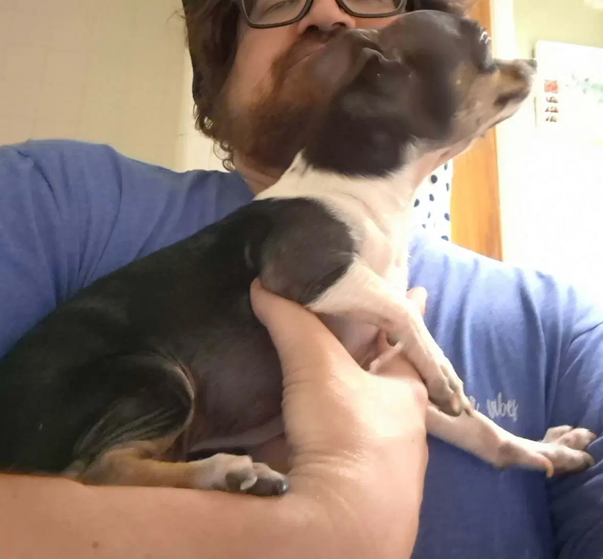Sponsor Or Foster Me - Boomer image 2
