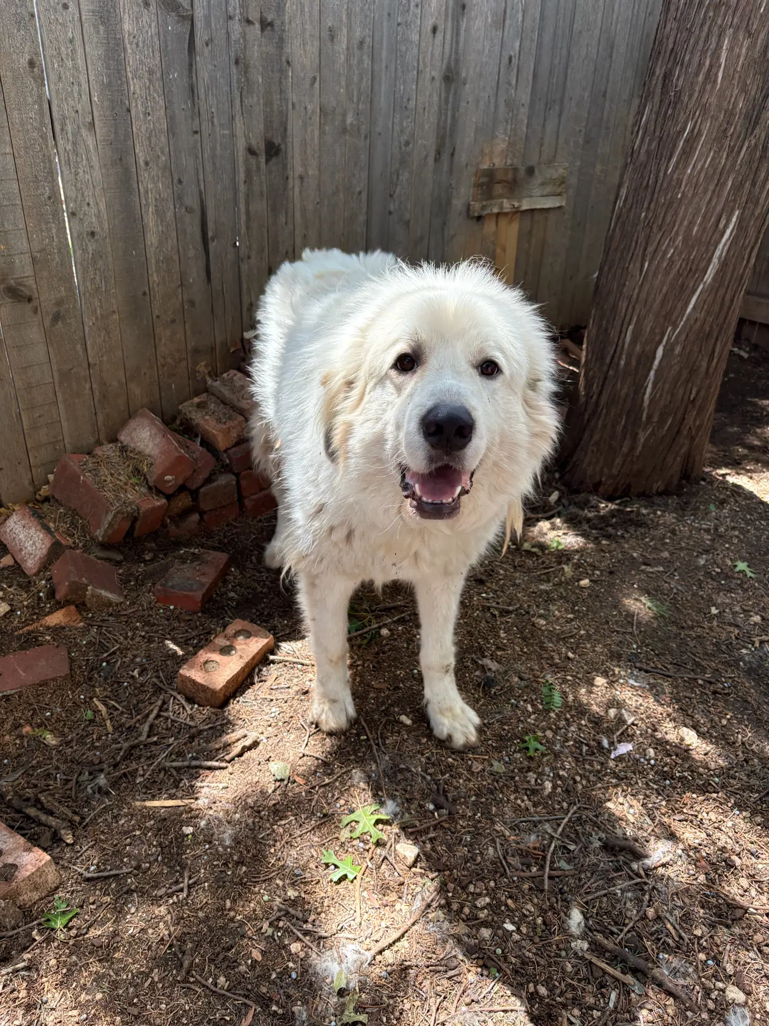 Sponsor Or Foster Me - Apollo - Great Pyrenees