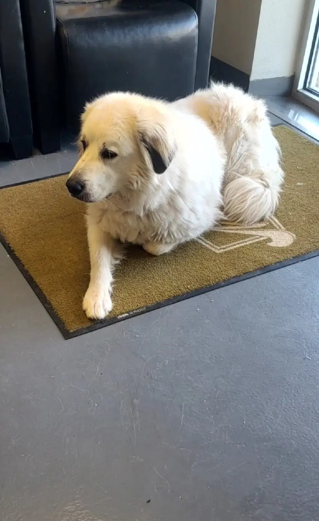 Sponsor Or Foster Me - Apollo image 2