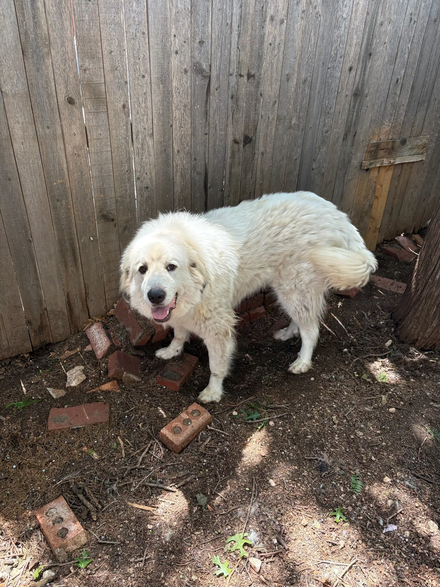 Sponsor Or Foster Me - Apollo image 3