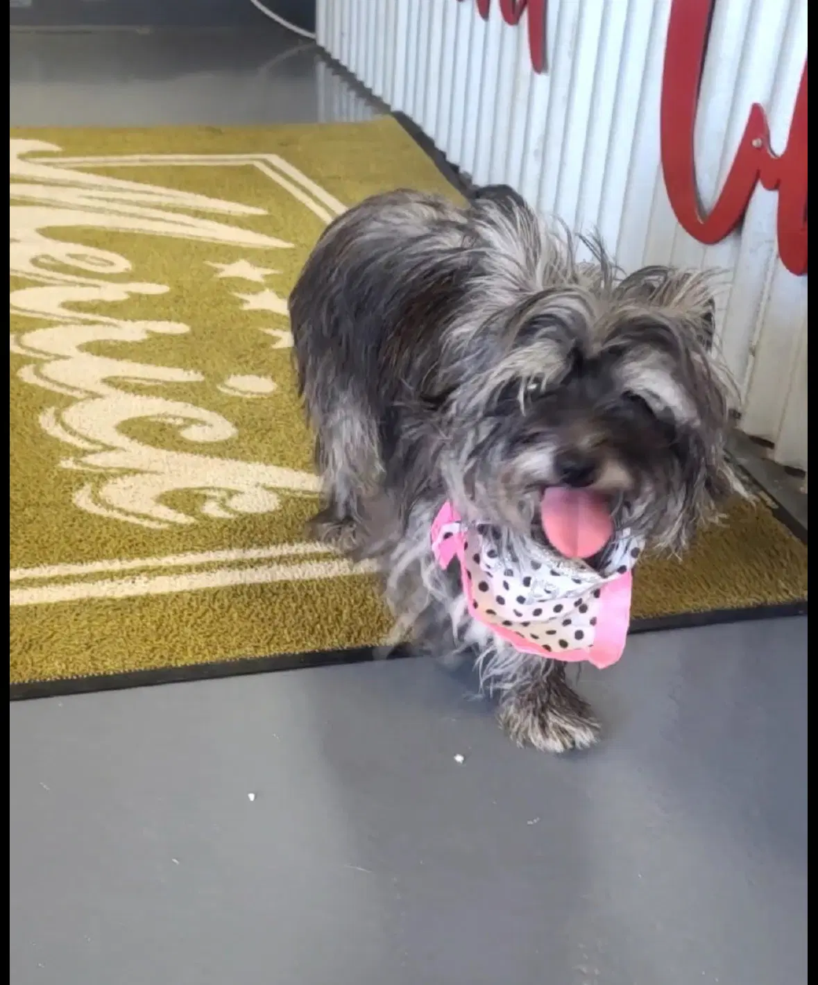 Sponsor Or Foster Me - Shaye image 2