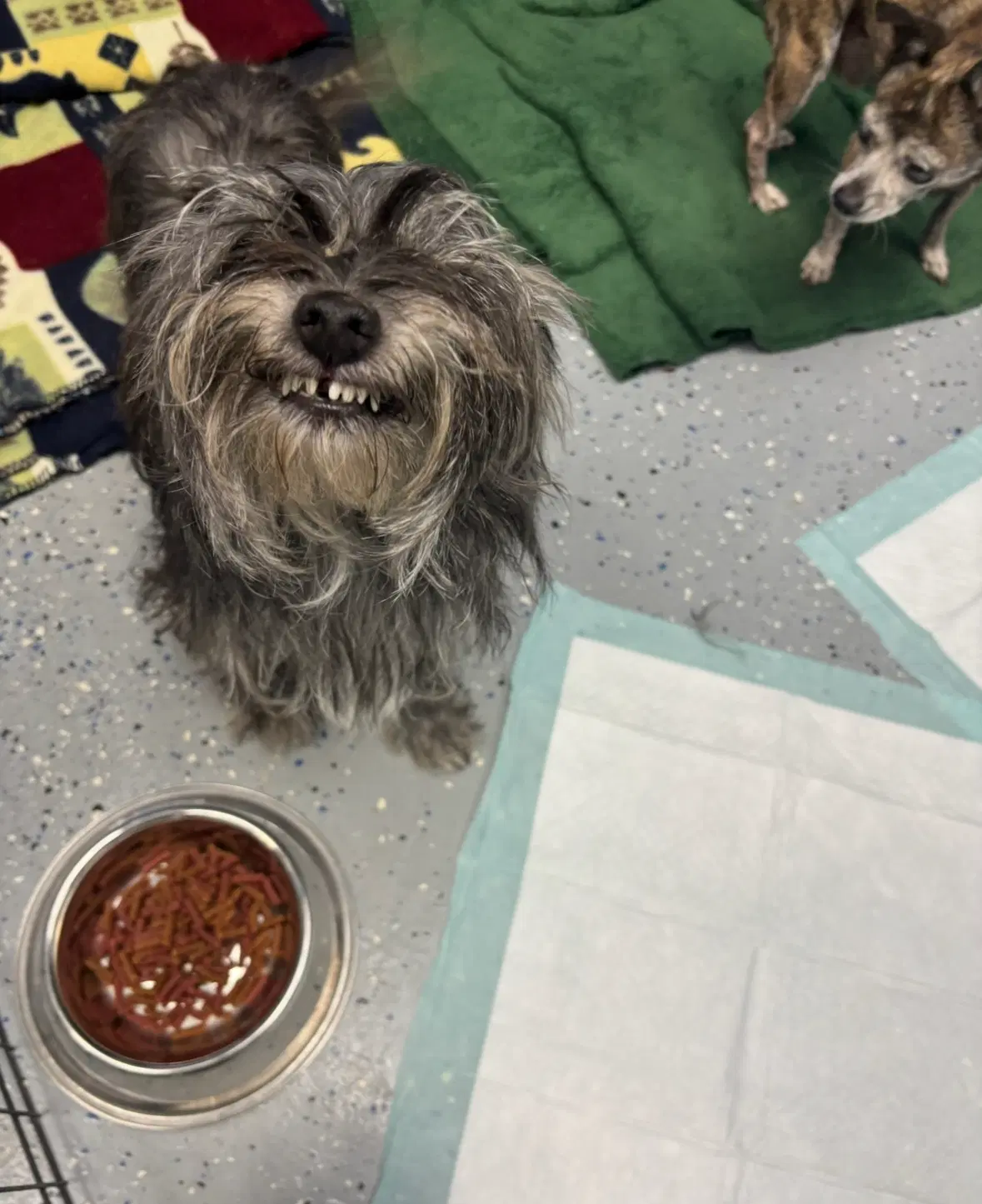 Sponsor Or Foster Me - Shaye image 3