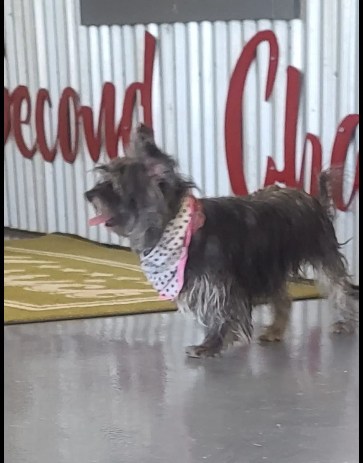 Sponsor Or Foster Me - Shaye image 4