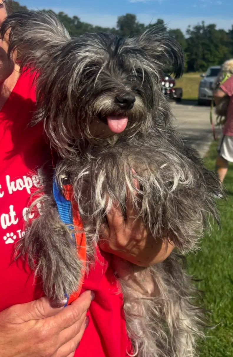Sponsor Or Foster Me - Shaye - Shih Tzu