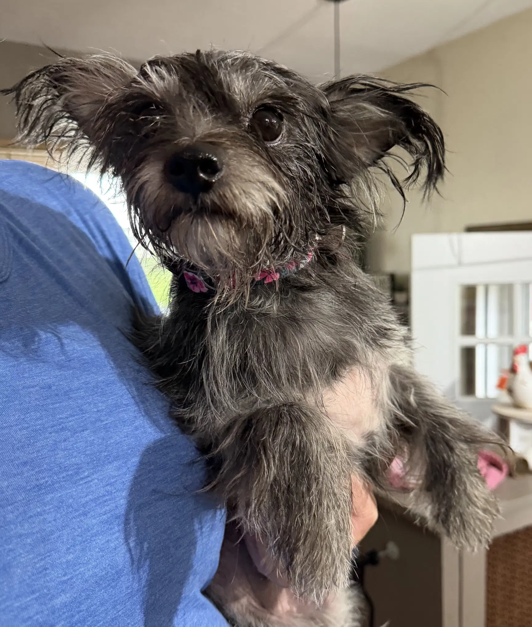 Sponsor Or Foster Me - Shaye - Shih Tzu