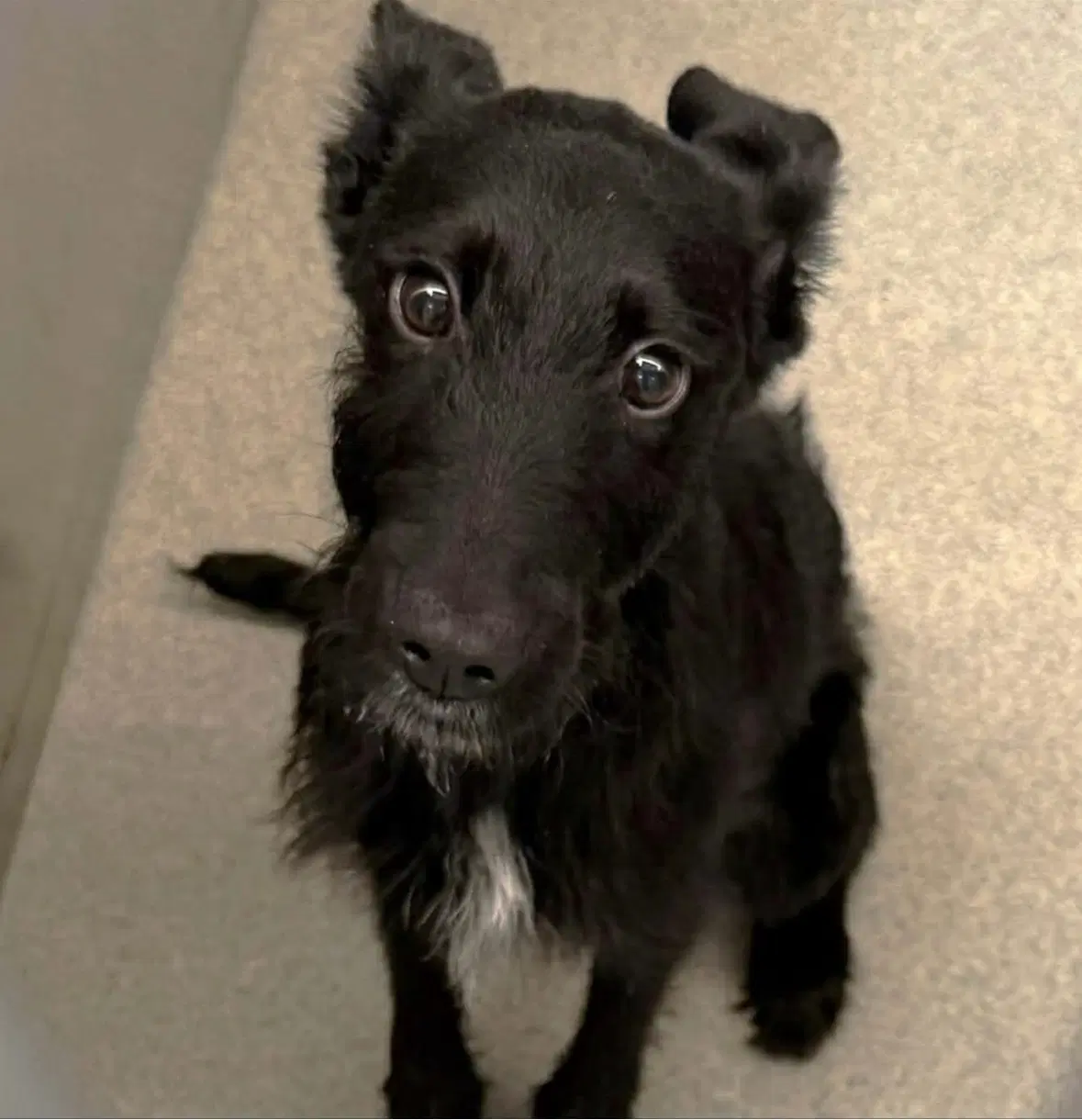 Sponsor Me - Adoption In Process - Piglet - Schnauzer Mix