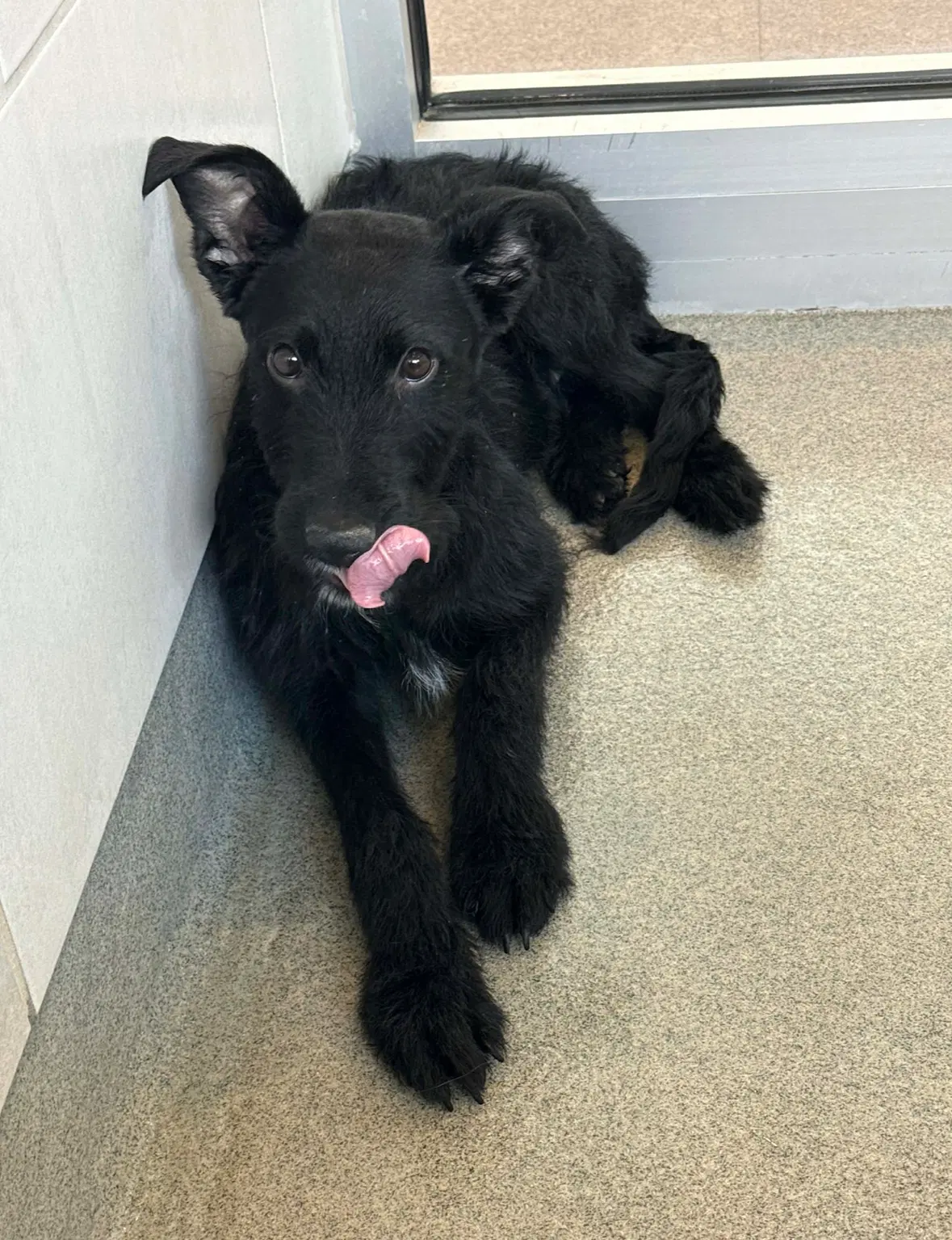 Sponsor Me - Adoption In Process - Piglet image 2