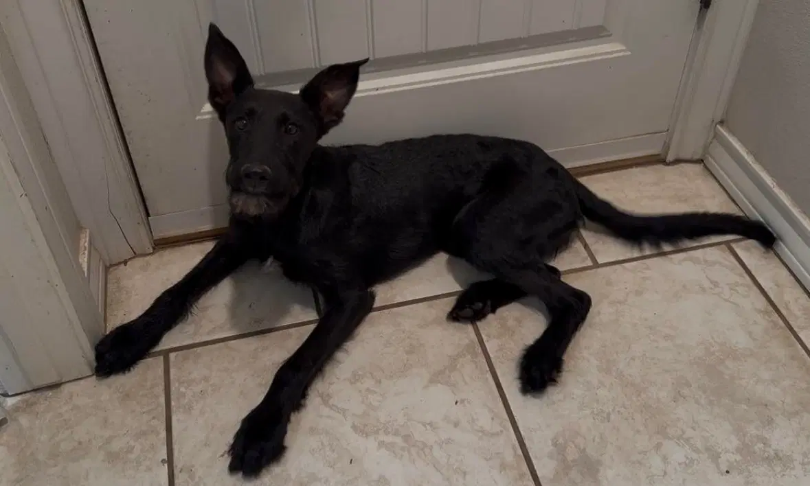 Sponsor Me - Adoption In Process - Piglet image 4