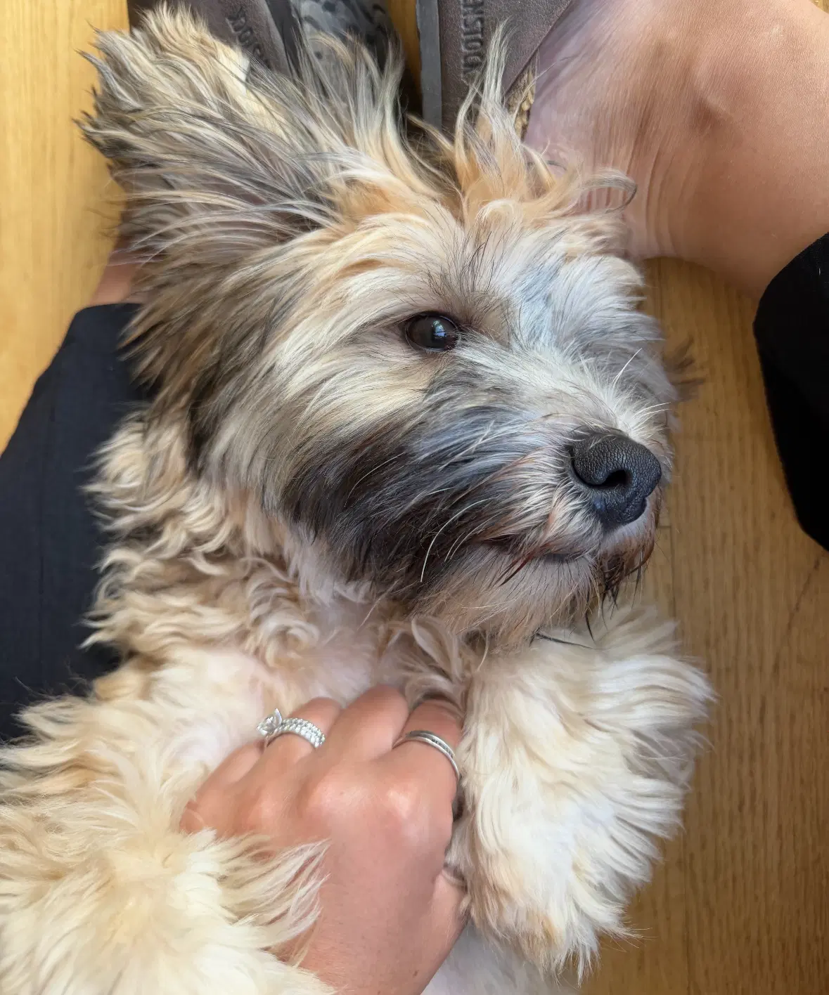 Finn image 4
