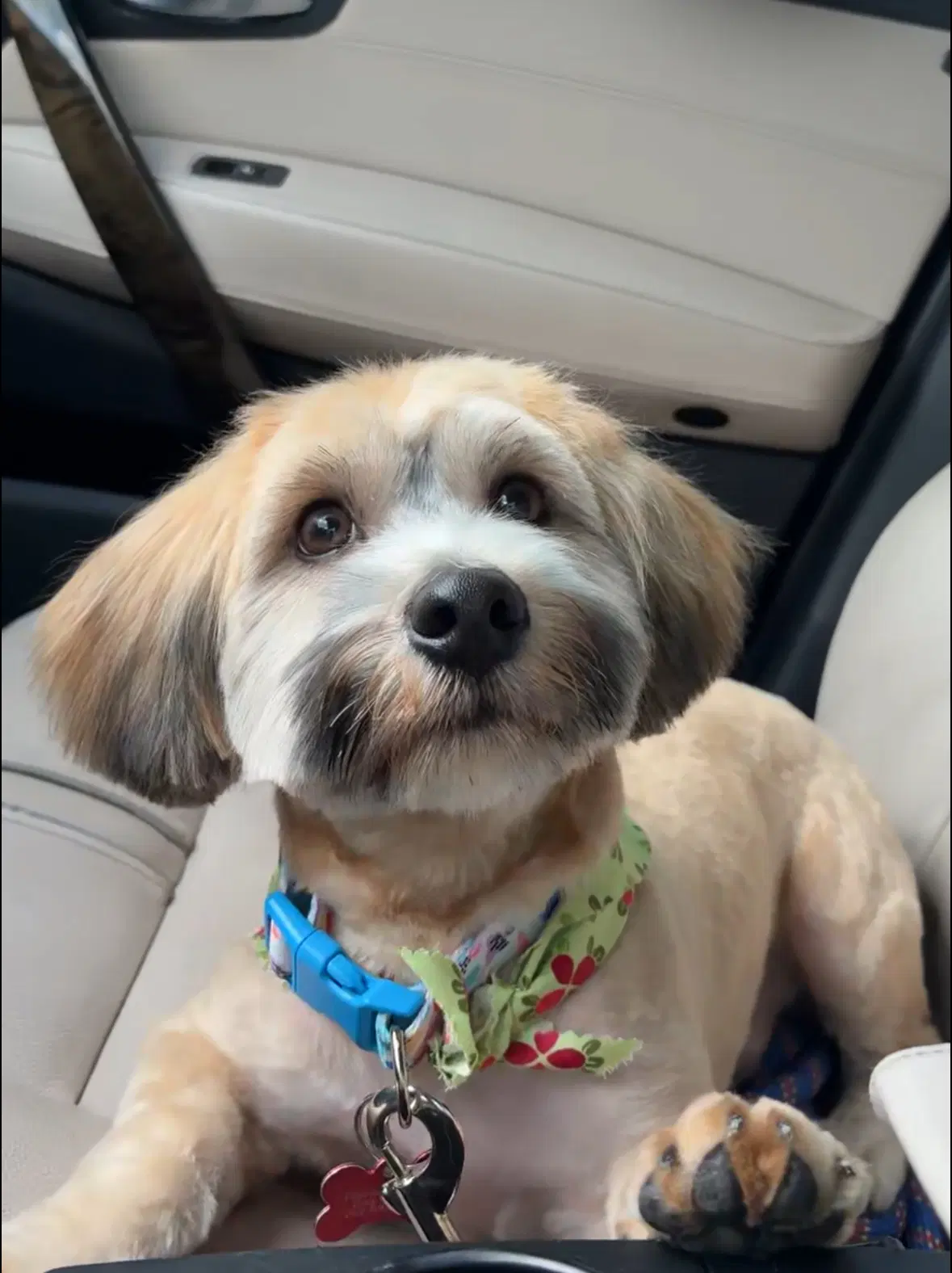 Finn - Shih Tzu
