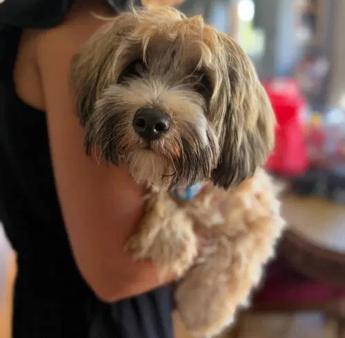 Finn image 2