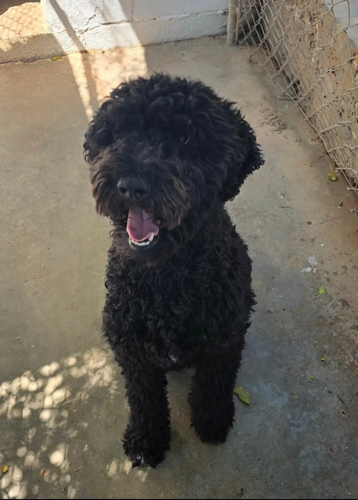 Sponsor Or Foster Me - Milo - Poodle (Standard)