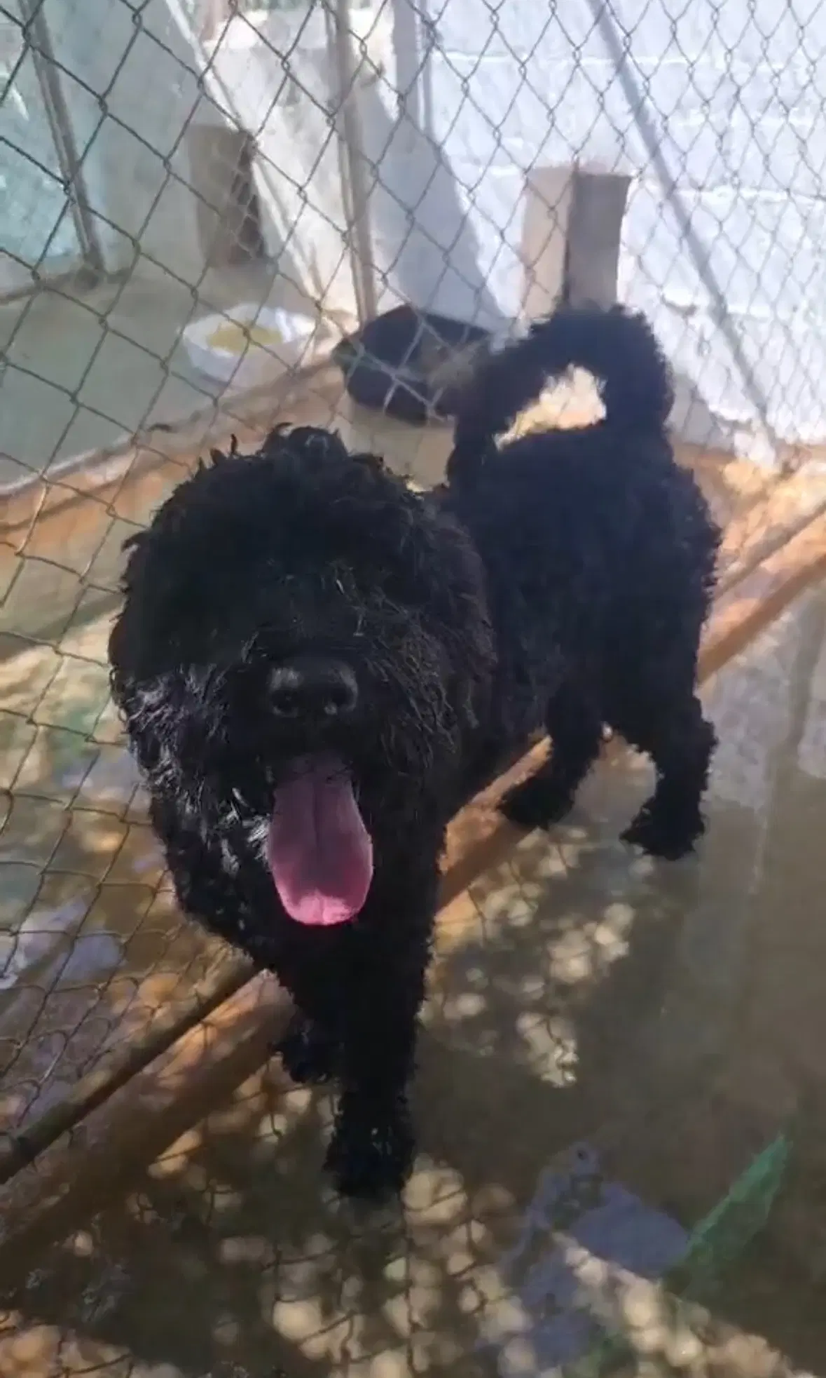 Sponsor Or Foster Me - Milo image 2