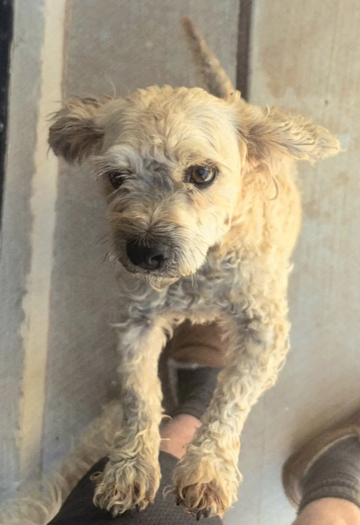 Sponsor Or Foster Me - Boomer image 1