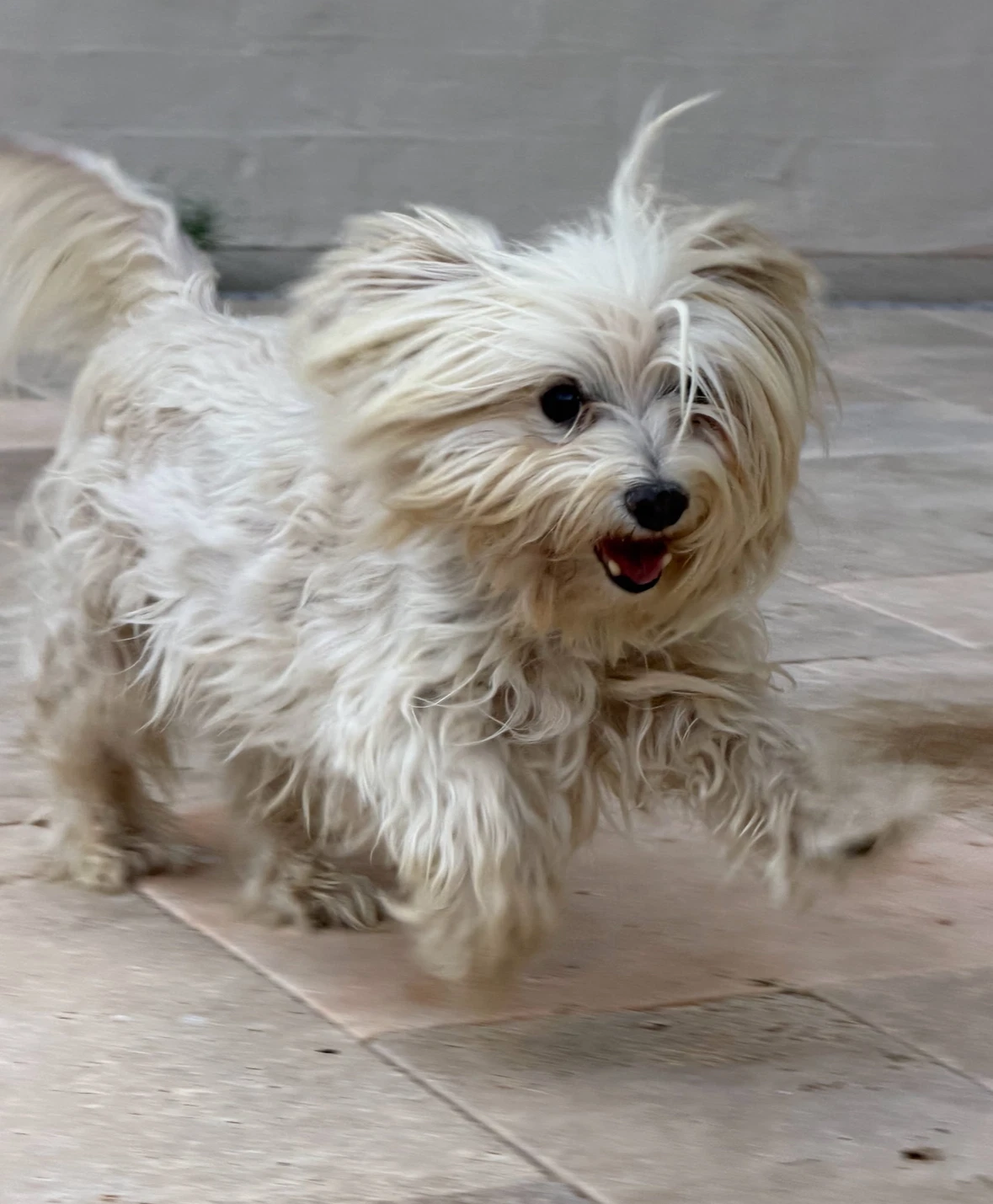 Sponsor Or Foster Me - Sooner