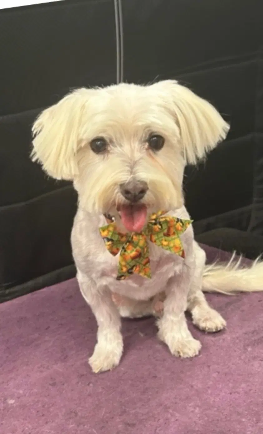 Sooner - Adoption In Process - Terrier