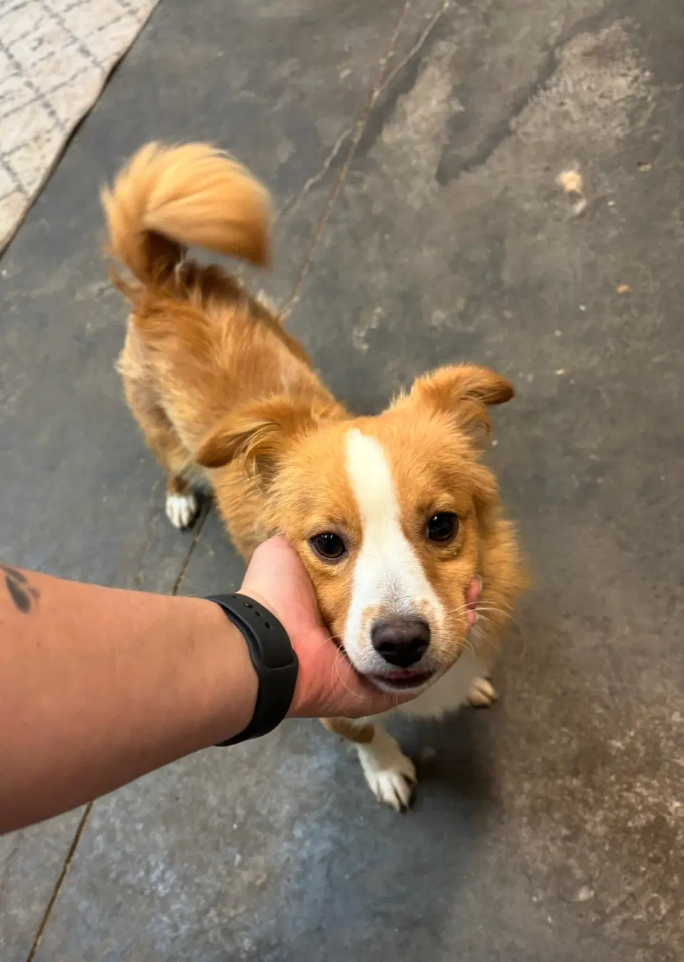Sponsor Or Foster Me - Ty - Mini Aussie Mix