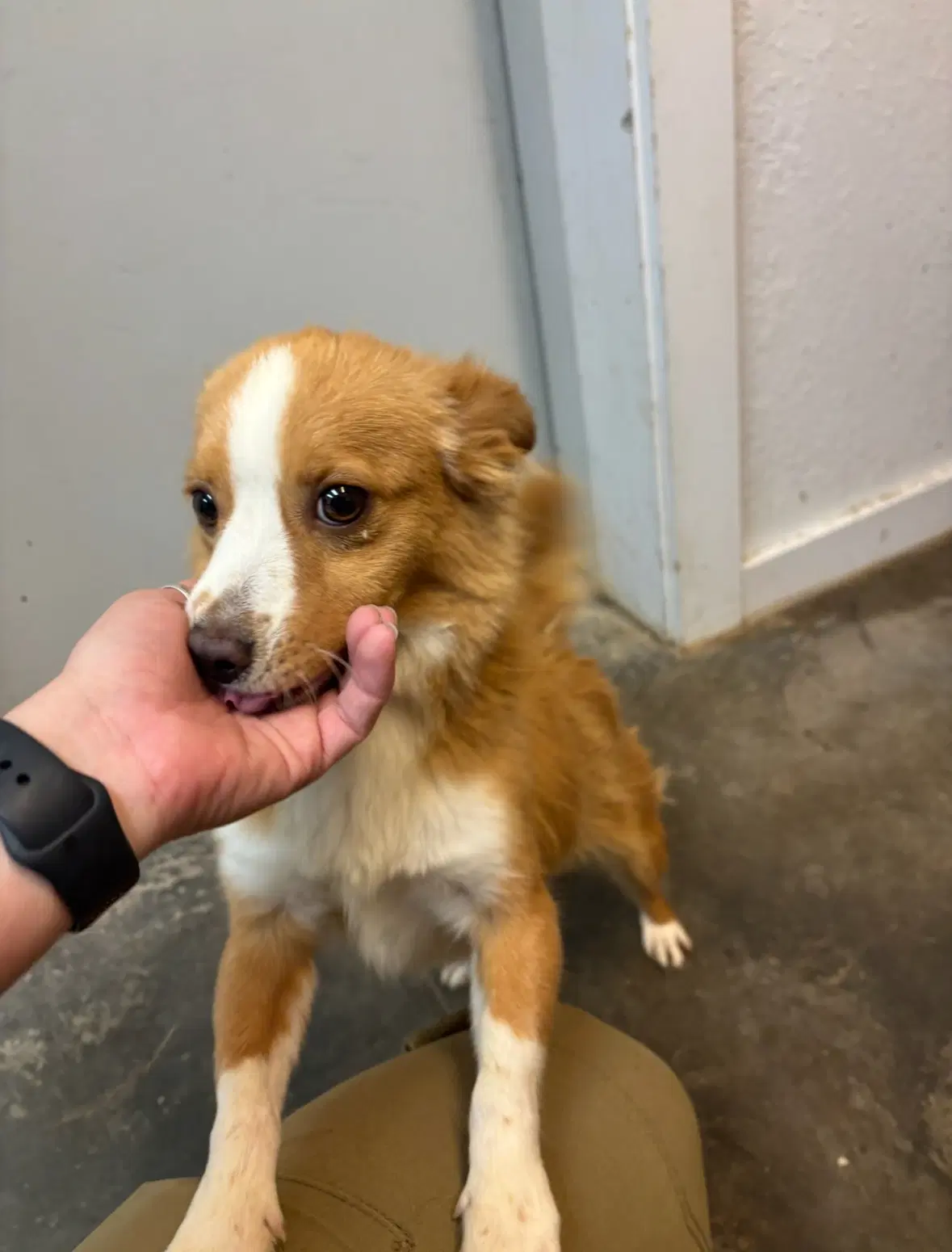 Sponsor Or Foster Me - Ty image 3