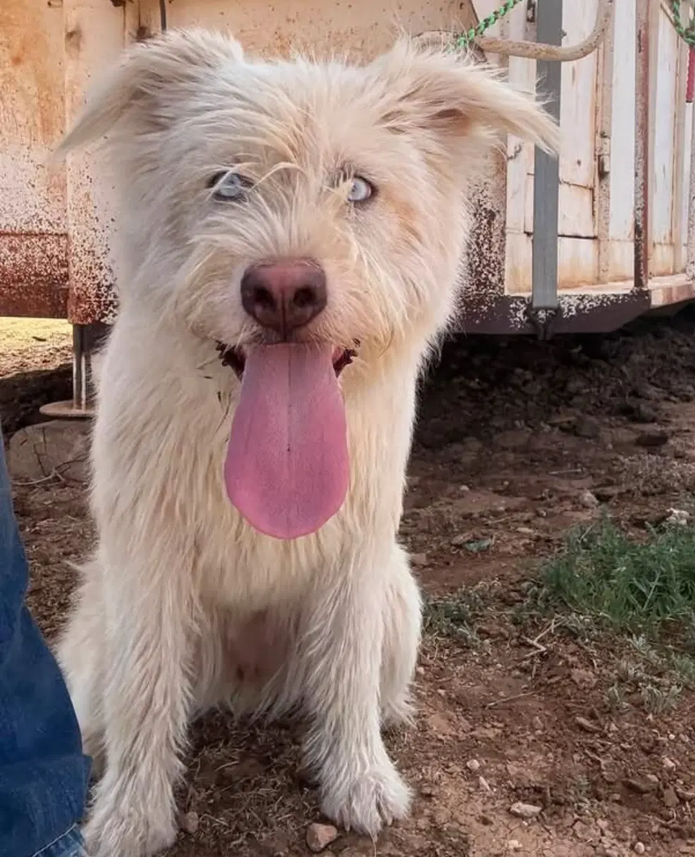 Sponsor Or Foster Me - Dazzle - Sheep Dog