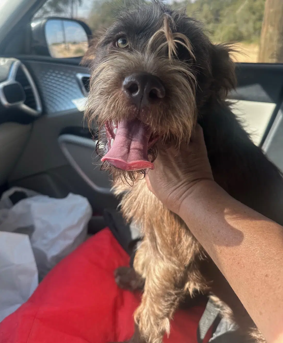 Sponsor Or Foster Me - Hazel - Poodle (Standard)