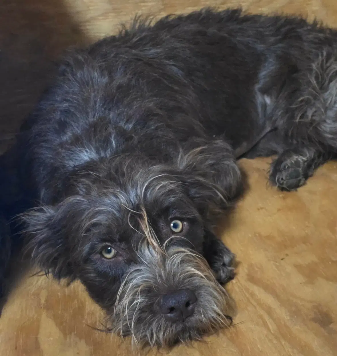Sponsor Or Foster Me - Hazel image 2