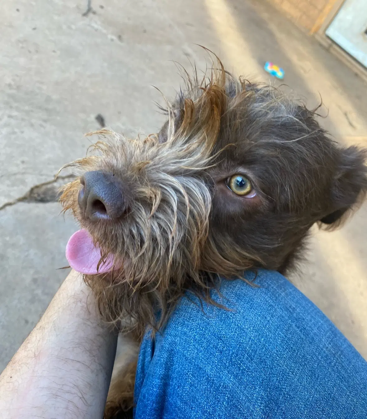 Sponsor Or Foster Me - Hazel image 3