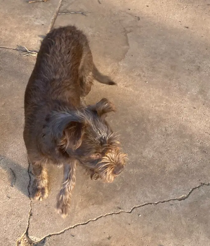 Sponsor Or Foster Me - Hazel image 4