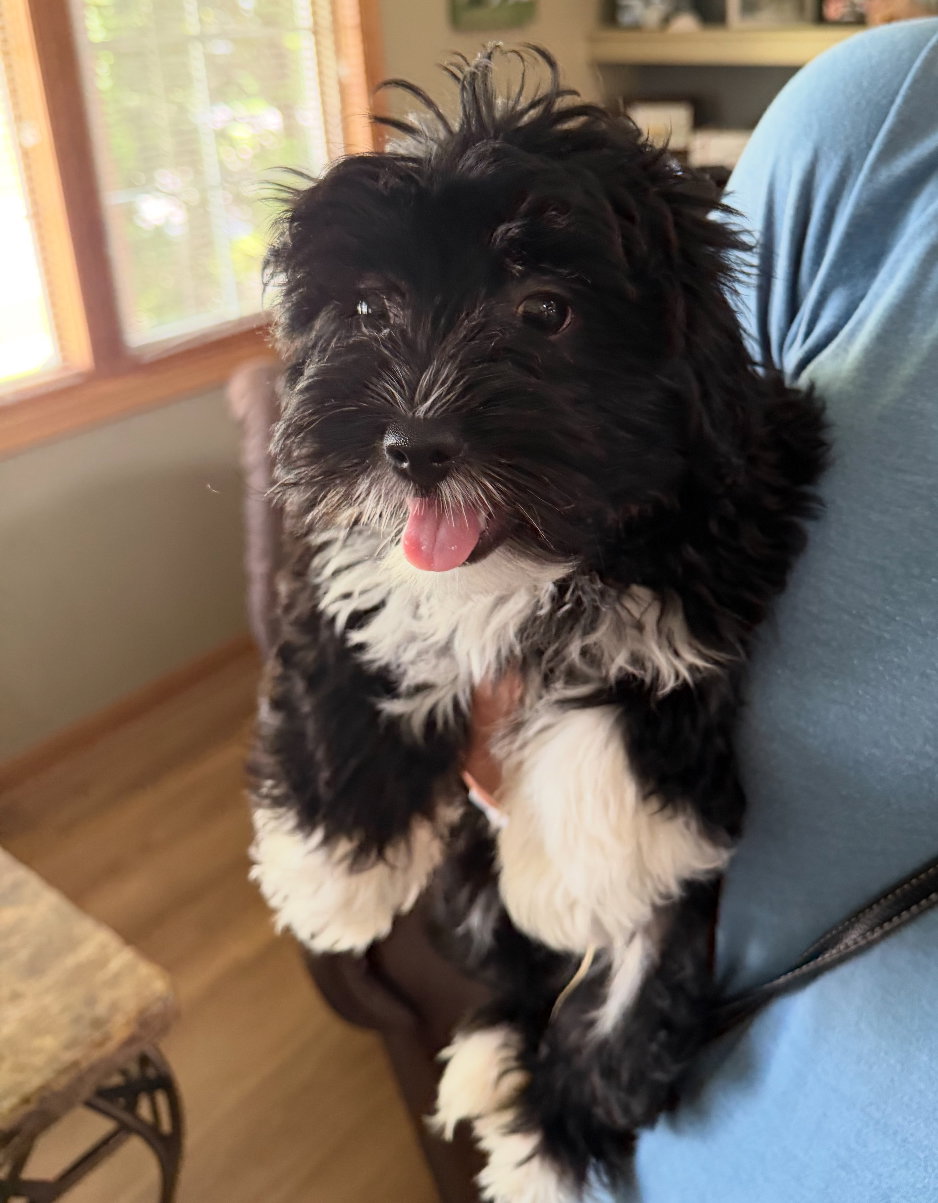 Wyatt - ADOPTION IN PROCESS