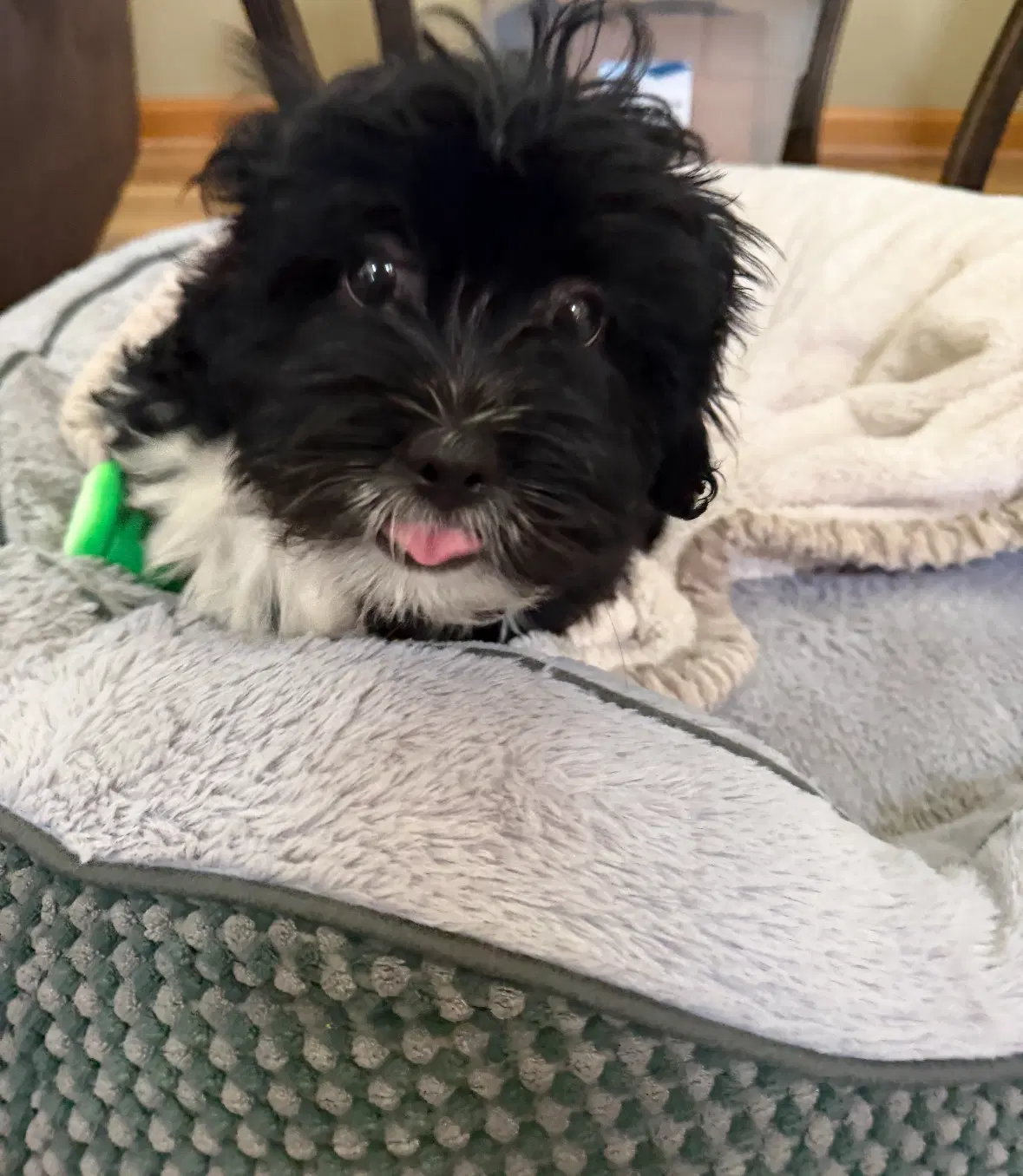 Wyatt image 4